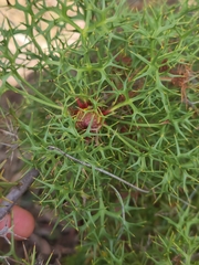 Isopogon ceratophyllus