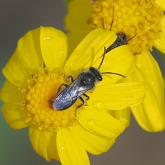 Chilalictus