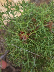 Isopogon ceratophyllus