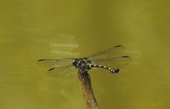 Ictinogomphus decoratus