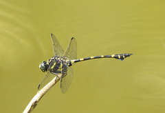 Ictinogomphus decoratus