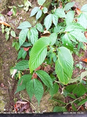 Rhynchoglossum obliquum