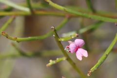 Jacksonia thesioides