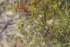Jacksonia thesioides