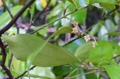Cryptocarya laevigata