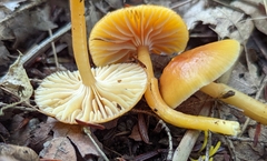 Gliophorus perplexus