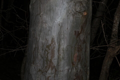 Corymbia