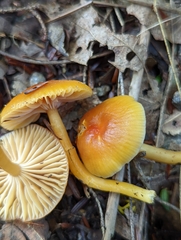 Gliophorus perplexus