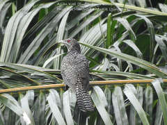 Eudynamys scolopaceus