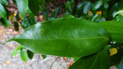 Cryptocarya laevigata