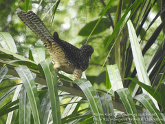 Eudynamys scolopaceus