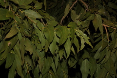 Corymbia