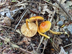 Gliophorus perplexus