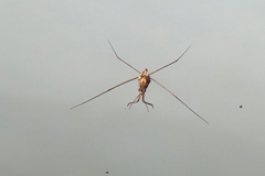 Tenagogerris