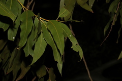 Corymbia