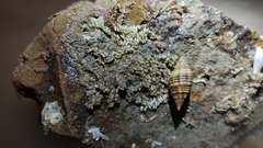 Pseudonebularia proscissa