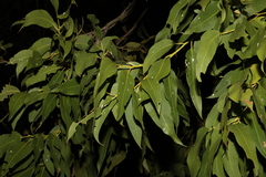 Corymbia