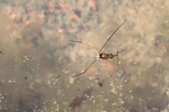 Limnometra