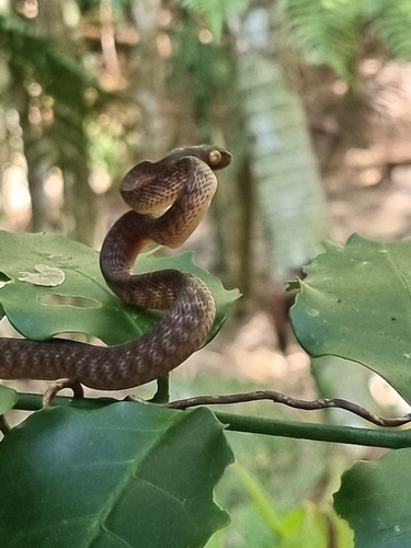Brown Tree Snake sighting