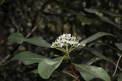 Tarenna verticillata