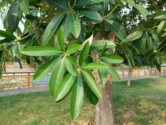 Alstonia