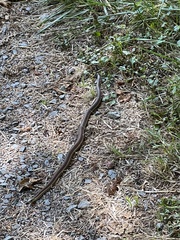 Thamnophis elegans terrestris