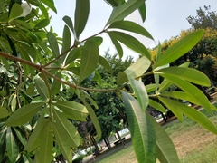 Alstonia