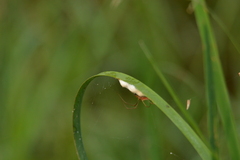 Tetragnatha laboriosa
