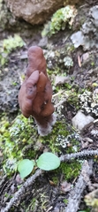 Gyromitra infula