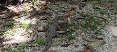 Varanus nebulosus