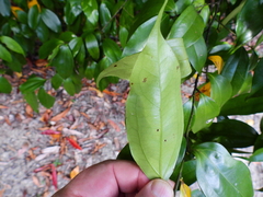 Cryptocarya laevigata