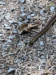 Thamnophis elegans terrestris