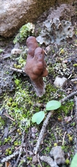 Gyromitra infula