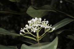 Tarenna verticillata