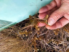 Acrothamnus colensoi