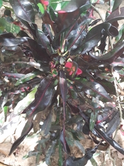 Codiaeum variegatum