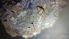 Pseudonebularia proscissa