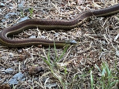 Thamnophis elegans terrestris