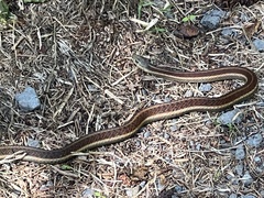 Thamnophis elegans terrestris