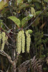 Homalium austrocaledonicum