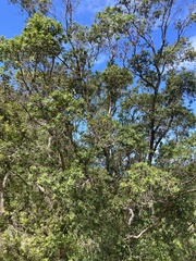 Metrosideros polymorpha