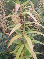 Polygonatum verticillatum
