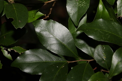 Elaeocarpus obovatus