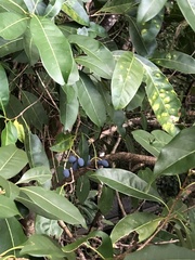 Chionanthus ramiflorus