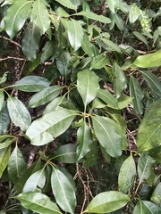 Chionanthus ramiflorus