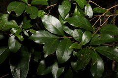 Elaeocarpus obovatus