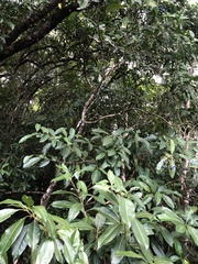 Chionanthus ramiflorus