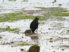 Haematopus fuliginosus