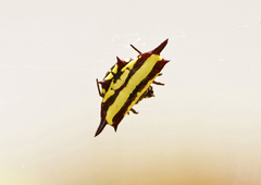 Gasteracantha fornicata