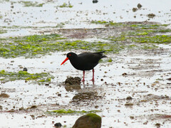 Haematopus fuliginosus